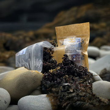 Raw Wild-Harvested "Irish" Sea Moss (Chondrus Crispus) | NTRGLD - NETER GOLD | hair growth | eczema | dry skin | beard care | black men | black women | nightwing | oil infused wooden comb | beard growth | natural skin care | blac