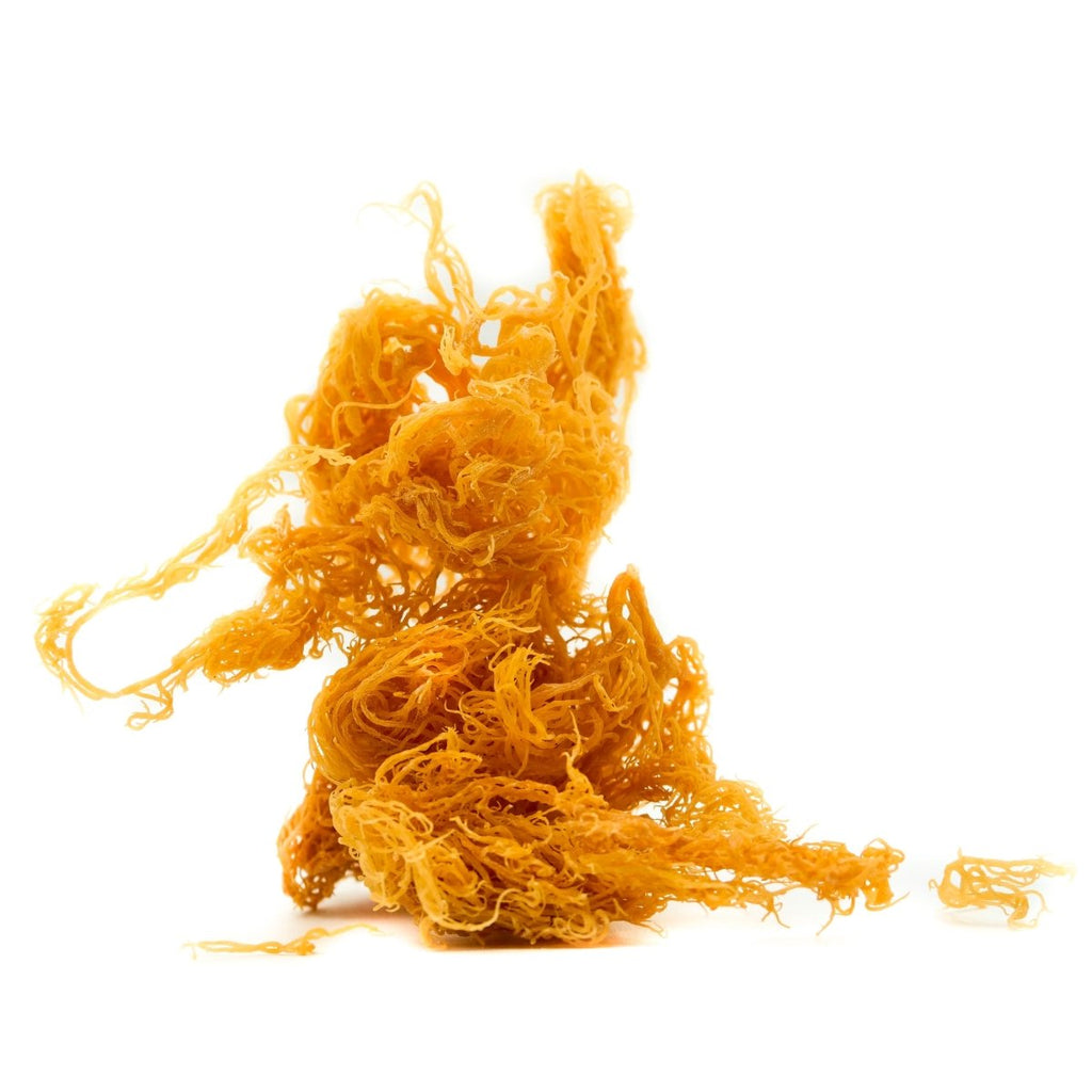 Raw Wildcrafted Sea Moss (Eucheuma Cottonii) - Neter Gold - 4 oz (113g) / Gold - NTRGLD