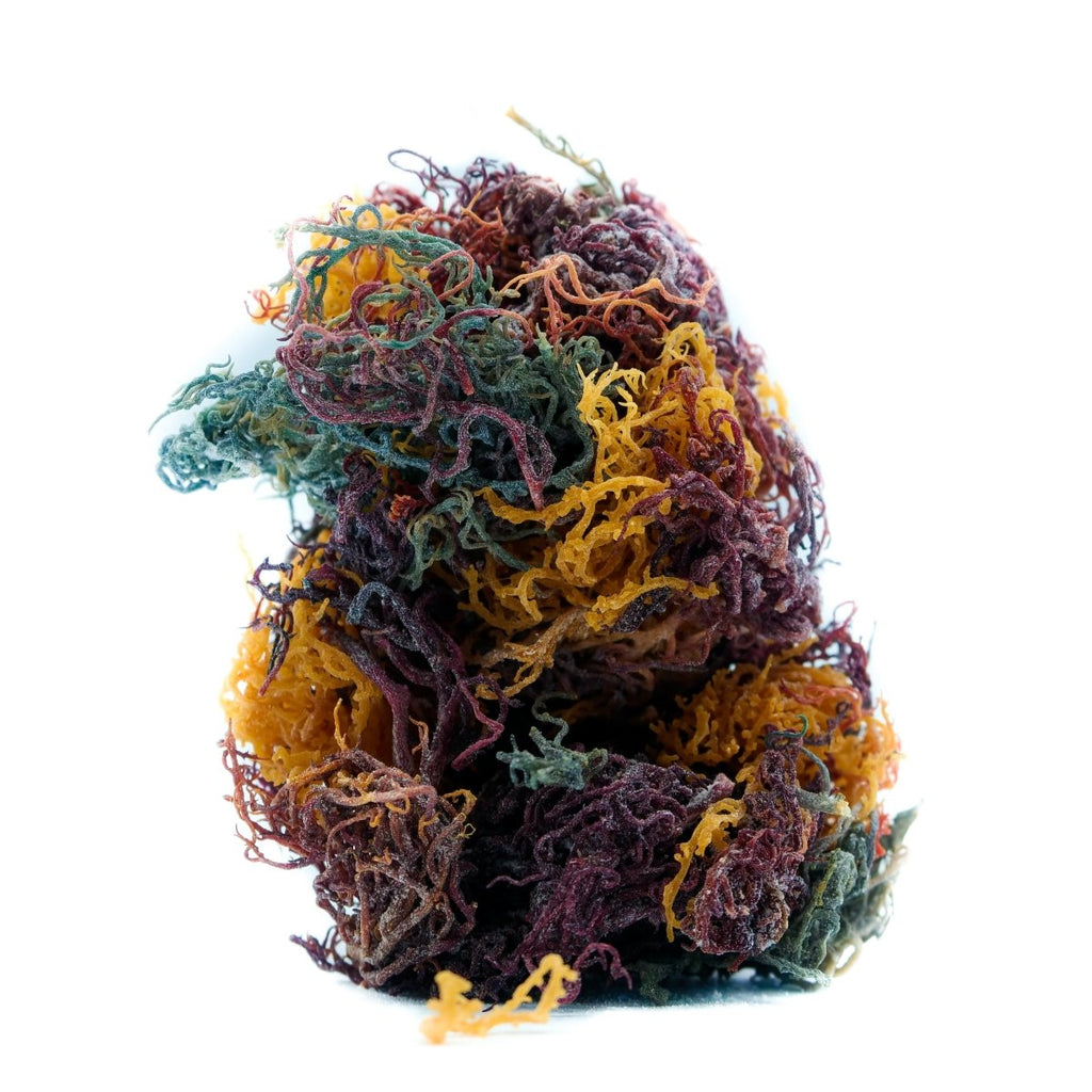 Raw Wildcrafted Sea Moss (Eucheuma Cottonii) - Neter Gold - 4 oz (113g) / Full Spectrum - NTRGLD