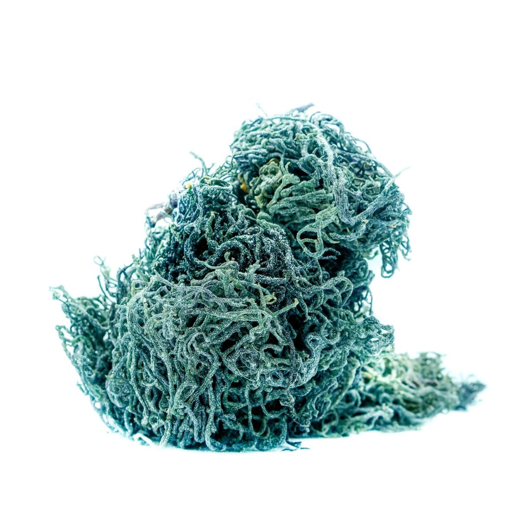 Raw Wildcrafted Sea Moss (Eucheuma Cottonii) - Neter Gold - 4 oz (113g) / Green - NTRGLD